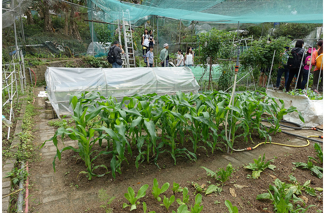 教師參觀馬鞍山自然有機農場