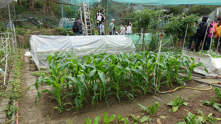 教師參觀馬鞍山自然有機農場