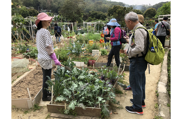 格仔田的農夫分享耕作的竅門、樂趣和心得，為工作紙的「問卷設題」部分提供回答指引